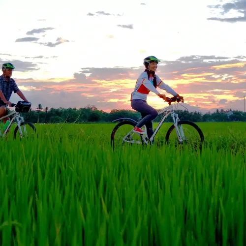 rice_fields_at_sunset_hoi_an_vietnam.jpg